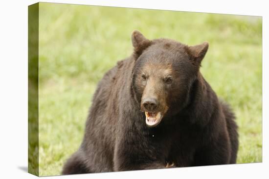 Snarling Black Bear-MichaelRiggs-Stretched Canvas
