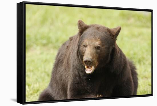 Snarling Black Bear-MichaelRiggs-Framed Stretched Canvas