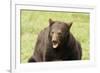 Snarling Black Bear-MichaelRiggs-Framed Photographic Print