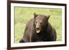 Snarling Black Bear-MichaelRiggs-Framed Photographic Print