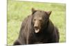 Snarling Black Bear-MichaelRiggs-Mounted Photographic Print