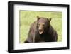 Snarling Black Bear-MichaelRiggs-Framed Photographic Print