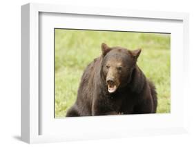 Snarling Black Bear-MichaelRiggs-Framed Photographic Print