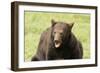 Snarling Black Bear-MichaelRiggs-Framed Photographic Print