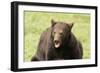 Snarling Black Bear-MichaelRiggs-Framed Photographic Print