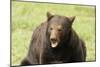 Snarling Black Bear-MichaelRiggs-Mounted Photographic Print