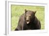 Snarling Black Bear-MichaelRiggs-Framed Photographic Print