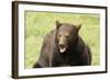 Snarling Black Bear-MichaelRiggs-Framed Photographic Print