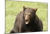 Snarling Black Bear-MichaelRiggs-Mounted Photographic Print