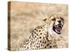 Snarling Cheetah (Acynonix Jubatus) Showing Teeth, Kalahari Plains, Namibia, Africa-Kim Walker-Stretched Canvas