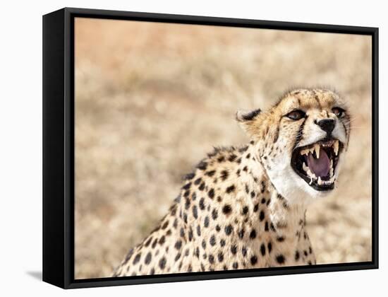 Snarling Cheetah (Acynonix Jubatus) Showing Teeth, Kalahari Plains, Namibia, Africa-Kim Walker-Framed Stretched Canvas