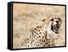 Snarling Cheetah (Acynonix Jubatus) Showing Teeth, Kalahari Plains, Namibia, Africa-Kim Walker-Framed Stretched Canvas