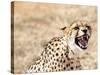 Snarling Cheetah (Acynonix Jubatus) Showing Teeth, Kalahari Plains, Namibia, Africa-Kim Walker-Stretched Canvas