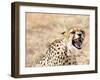 Snarling Cheetah (Acynonix Jubatus) Showing Teeth, Kalahari Plains, Namibia, Africa-Kim Walker-Framed Photographic Print