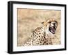 Snarling Cheetah (Acynonix Jubatus) Showing Teeth, Kalahari Plains, Namibia, Africa-Kim Walker-Framed Photographic Print