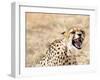 Snarling Cheetah (Acynonix Jubatus) Showing Teeth, Kalahari Plains, Namibia, Africa-Kim Walker-Framed Photographic Print