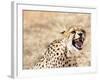 Snarling Cheetah (Acynonix Jubatus) Showing Teeth, Kalahari Plains, Namibia, Africa-Kim Walker-Framed Photographic Print