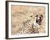 Snarling Cheetah (Acynonix Jubatus) Showing Teeth, Kalahari Plains, Namibia, Africa-Kim Walker-Framed Photographic Print