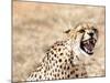 Snarling Cheetah (Acynonix Jubatus) Showing Teeth, Kalahari Plains, Namibia, Africa-Kim Walker-Mounted Photographic Print