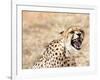 Snarling Cheetah (Acynonix Jubatus) Showing Teeth, Kalahari Plains, Namibia, Africa-Kim Walker-Framed Photographic Print