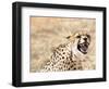 Snarling Cheetah (Acynonix Jubatus) Showing Teeth, Kalahari Plains, Namibia, Africa-Kim Walker-Framed Photographic Print