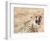 Snarling Cheetah (Acynonix Jubatus) Showing Teeth, Kalahari Plains, Namibia, Africa-Kim Walker-Framed Photographic Print