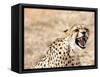 Snarling Cheetah (Acynonix Jubatus) Showing Teeth, Kalahari Plains, Namibia, Africa-Kim Walker-Framed Stretched Canvas