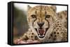 Snarling Cheetah-Paul Souders-Framed Stretched Canvas