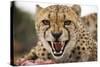 Snarling Cheetah-Paul Souders-Stretched Canvas