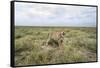 Snarling Cheetah-Paul Souders-Framed Stretched Canvas