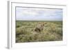 Snarling Cheetah-Paul Souders-Framed Photographic Print