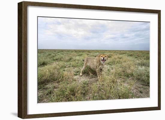 Snarling Cheetah-Paul Souders-Framed Photographic Print