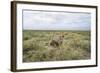 Snarling Cheetah-Paul Souders-Framed Photographic Print