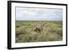 Snarling Cheetah-Paul Souders-Framed Photographic Print