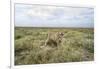 Snarling Cheetah-Paul Souders-Framed Photographic Print