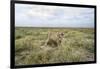 Snarling Cheetah-Paul Souders-Framed Photographic Print