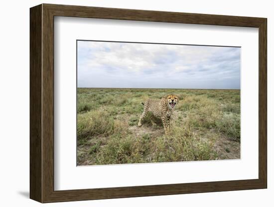 Snarling Cheetah-Paul Souders-Framed Photographic Print