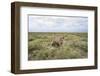 Snarling Cheetah-Paul Souders-Framed Photographic Print