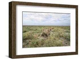 Snarling Cheetah-Paul Souders-Framed Photographic Print