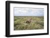 Snarling Cheetah-Paul Souders-Framed Photographic Print