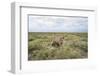 Snarling Cheetah-Paul Souders-Framed Photographic Print