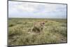 Snarling Cheetah-Paul Souders-Mounted Photographic Print