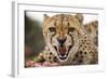 Snarling Cheetah-Paul Souders-Framed Photographic Print