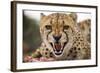 Snarling Cheetah-Paul Souders-Framed Photographic Print