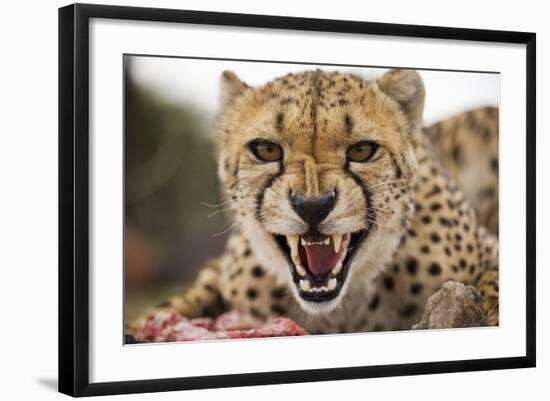 Snarling Cheetah-Paul Souders-Framed Photographic Print