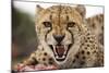 Snarling Cheetah-Paul Souders-Mounted Photographic Print