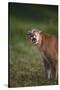 Snarling Cougar-DLILLC-Stretched Canvas