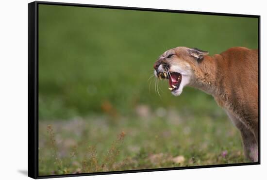 Snarling Cougar-DLILLC-Framed Stretched Canvas