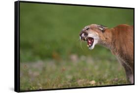 Snarling Cougar-DLILLC-Framed Stretched Canvas