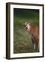 Snarling Cougar-DLILLC-Framed Photographic Print